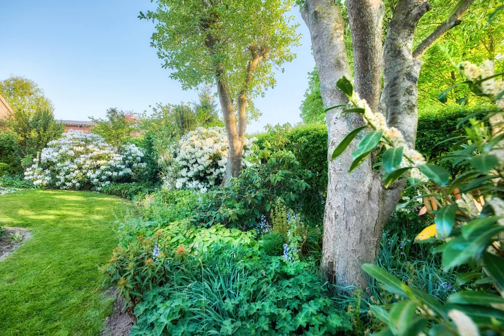 בחירת עצים לגינה קטנה עם צמחייה מעוצבת