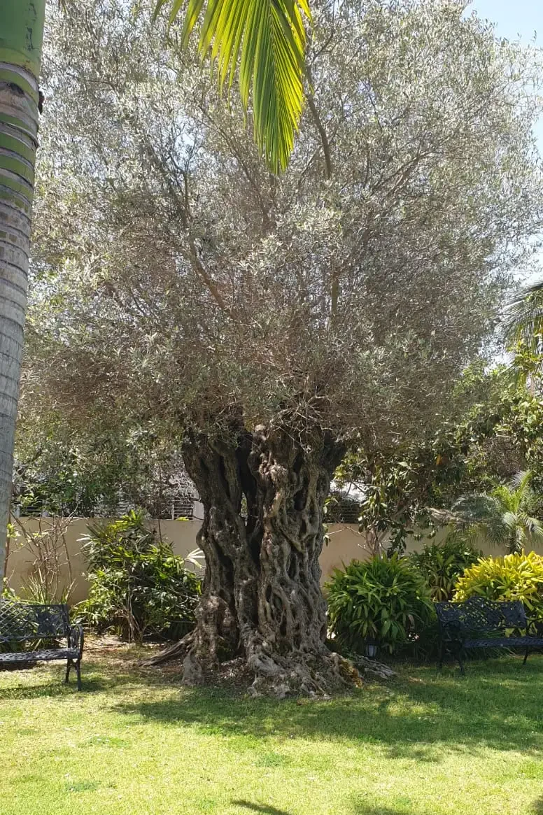 גינה פרטית לאחר עיצוב