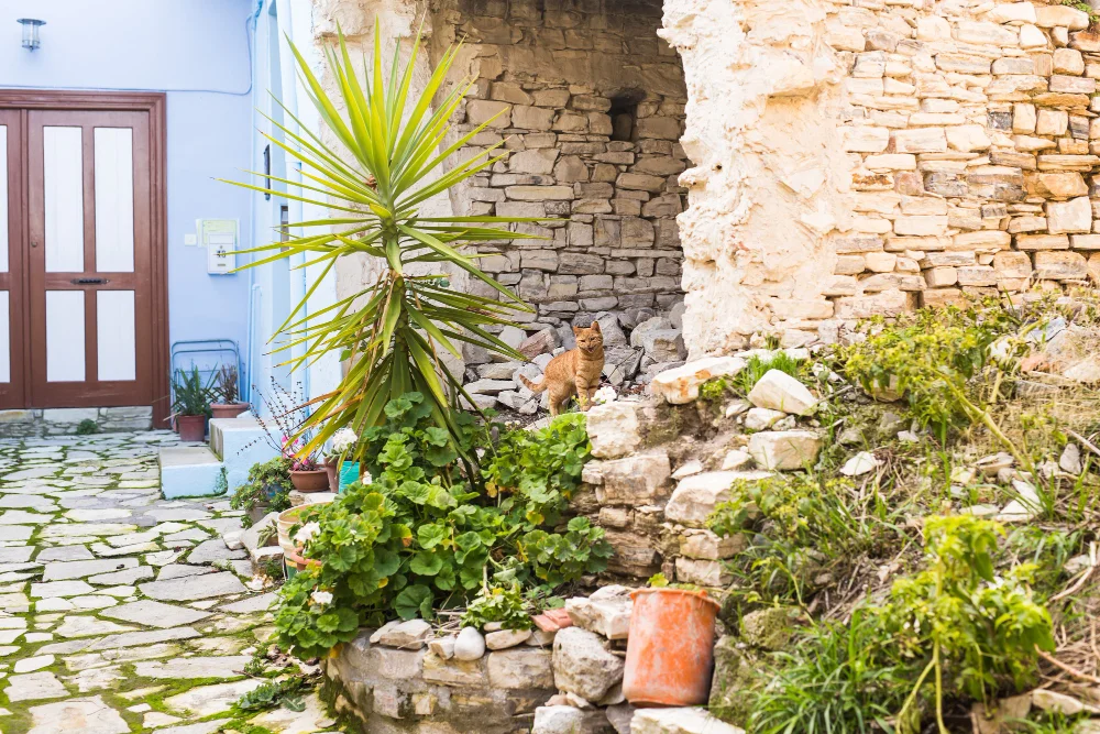 מחיר הקמת גינה עם דשא וריצוף