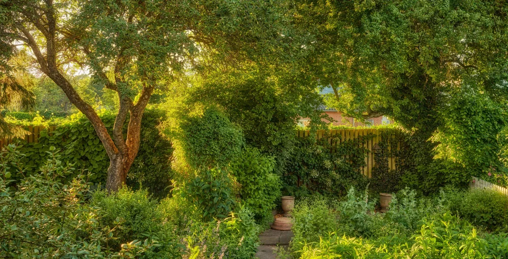 עצים מומלצים לגינה פרטית עם אזור ישיבה מוצל