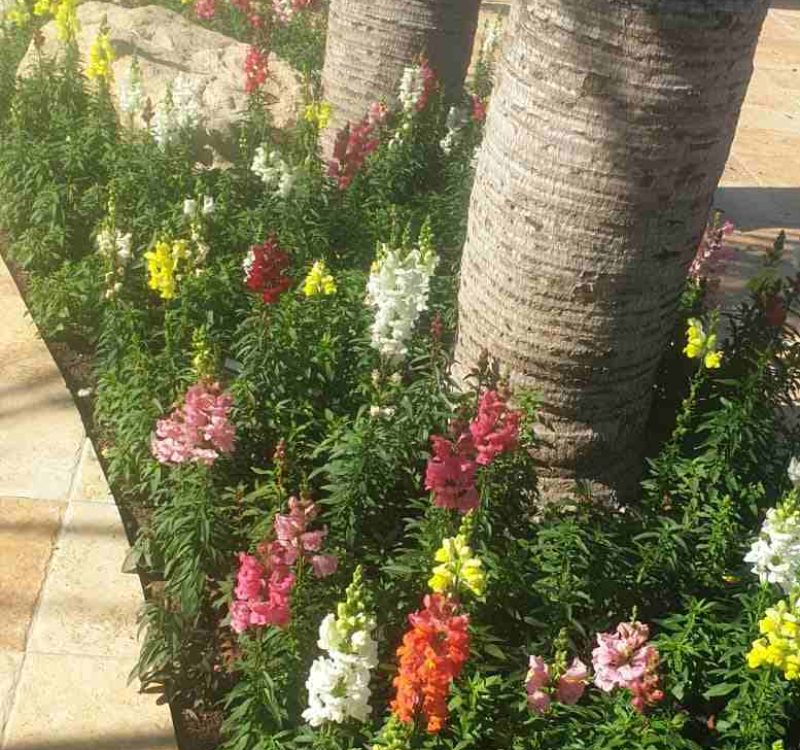 גינה מעוצבת עם צמחייה