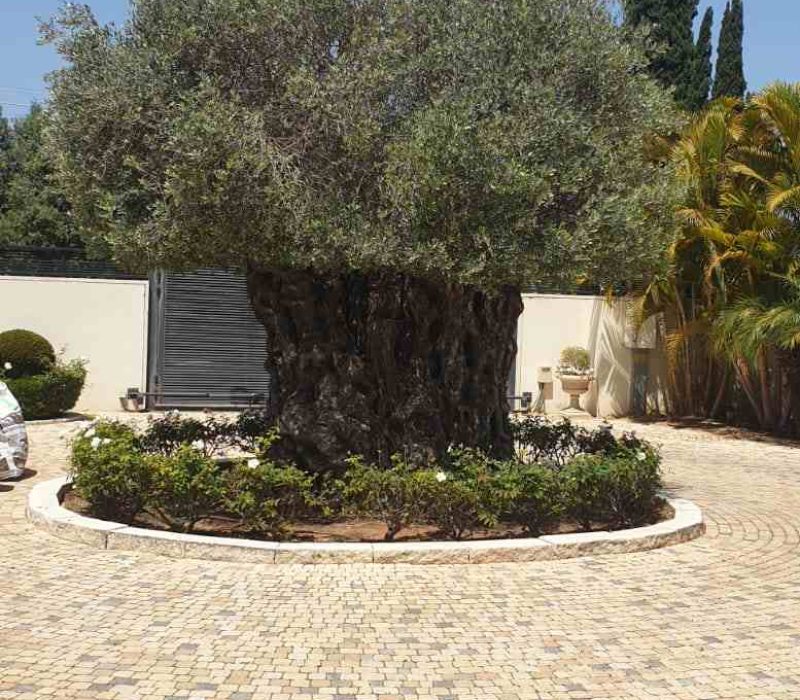 עץ זית בגינת יוקרה